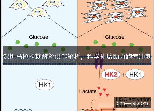 深圳马拉松糖酵解供能解析，科学补给助力跑者冲刺